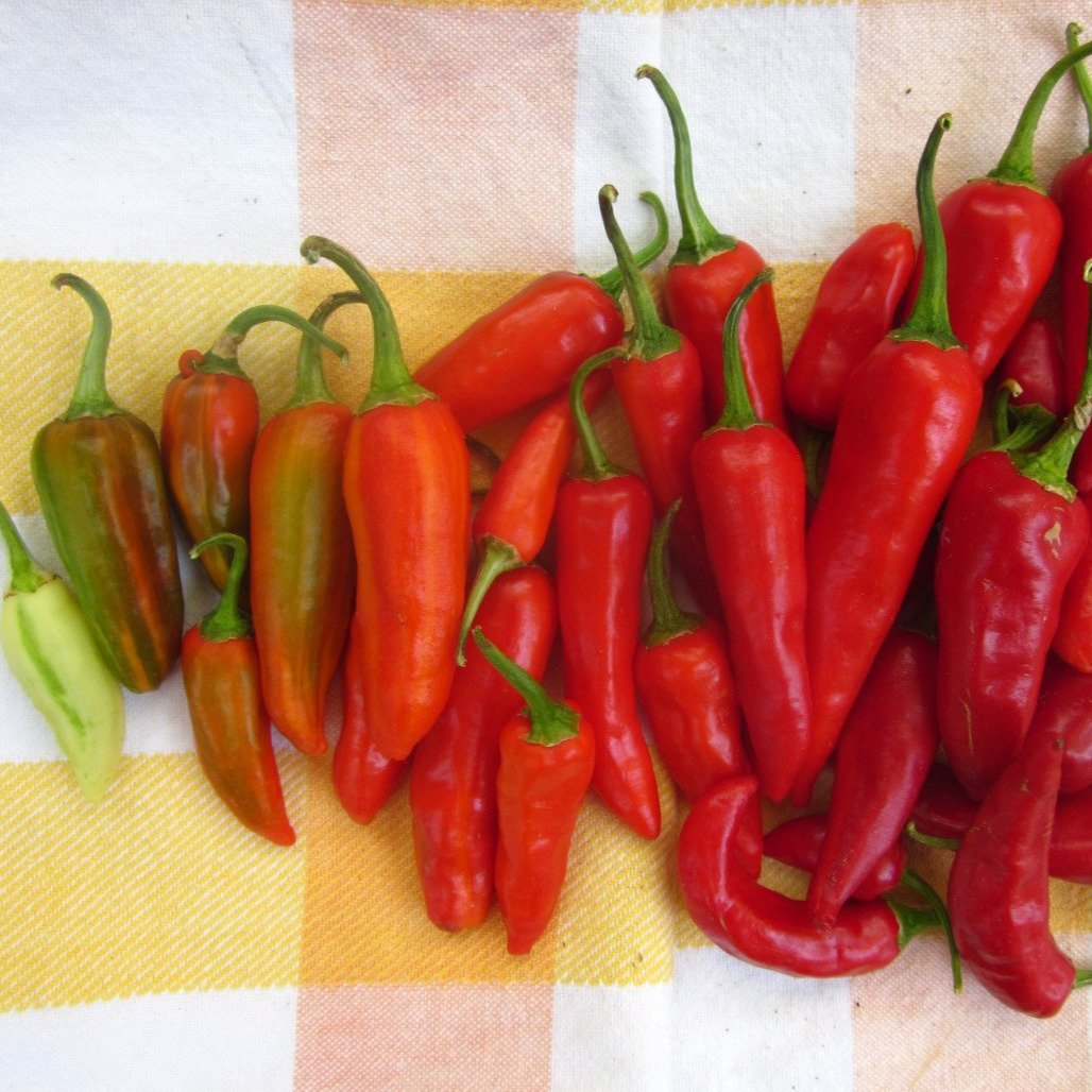 Hot Pepper - Fish Pepper - Sow True Seed