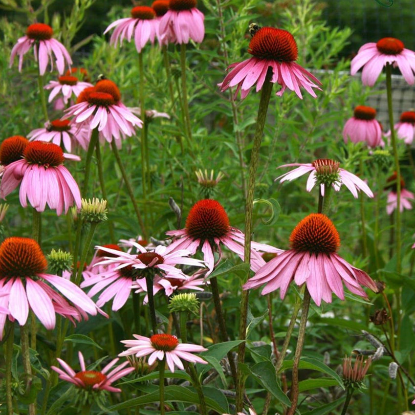 Echinacea Seeds - Purple Coneflower - Sow True Seed