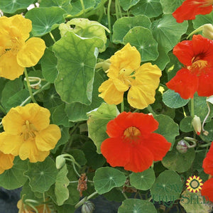 Nasturtium Seeds - Dwarf Jewel Mix - Sow True Seed