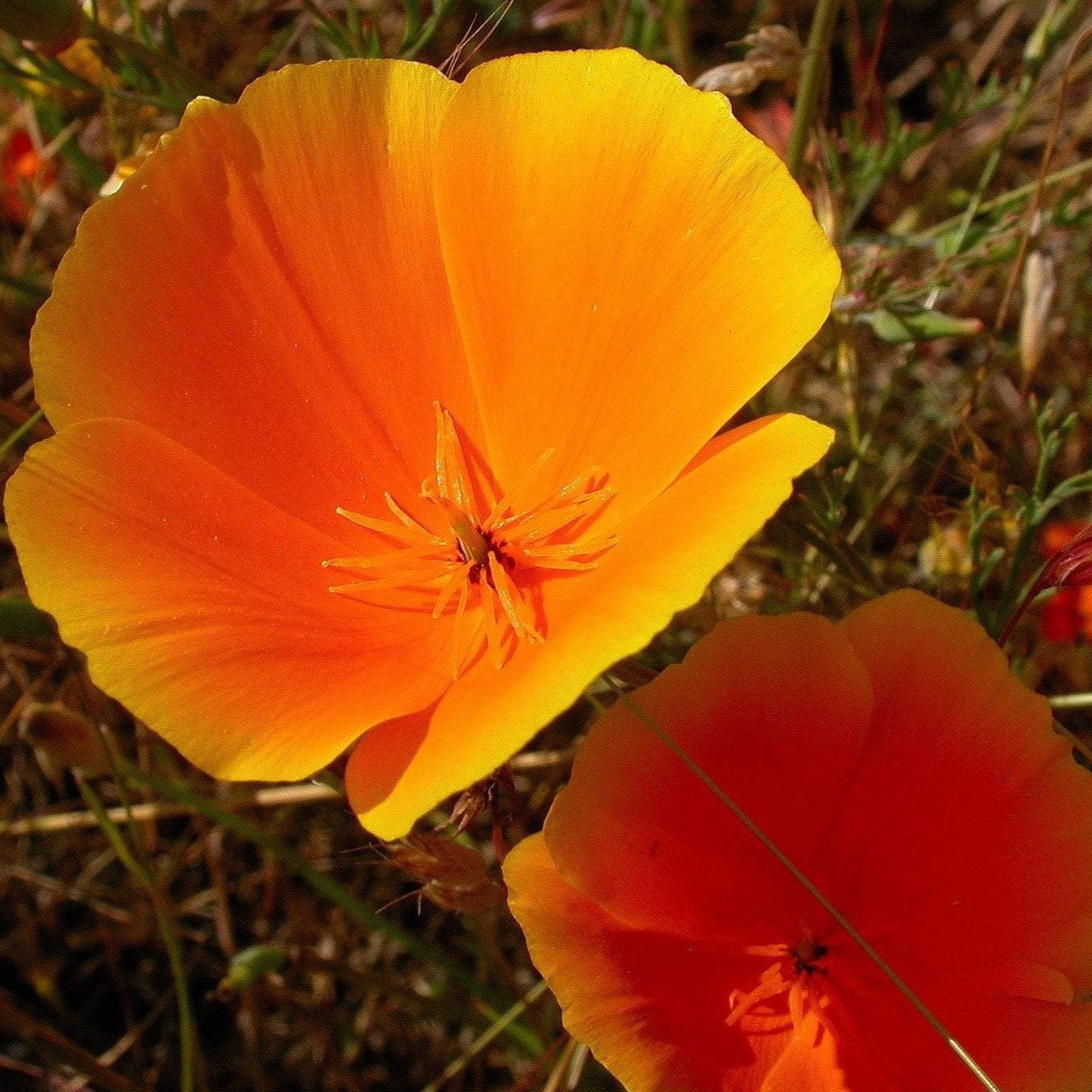 Poppy Seeds - California - Sow True Seed