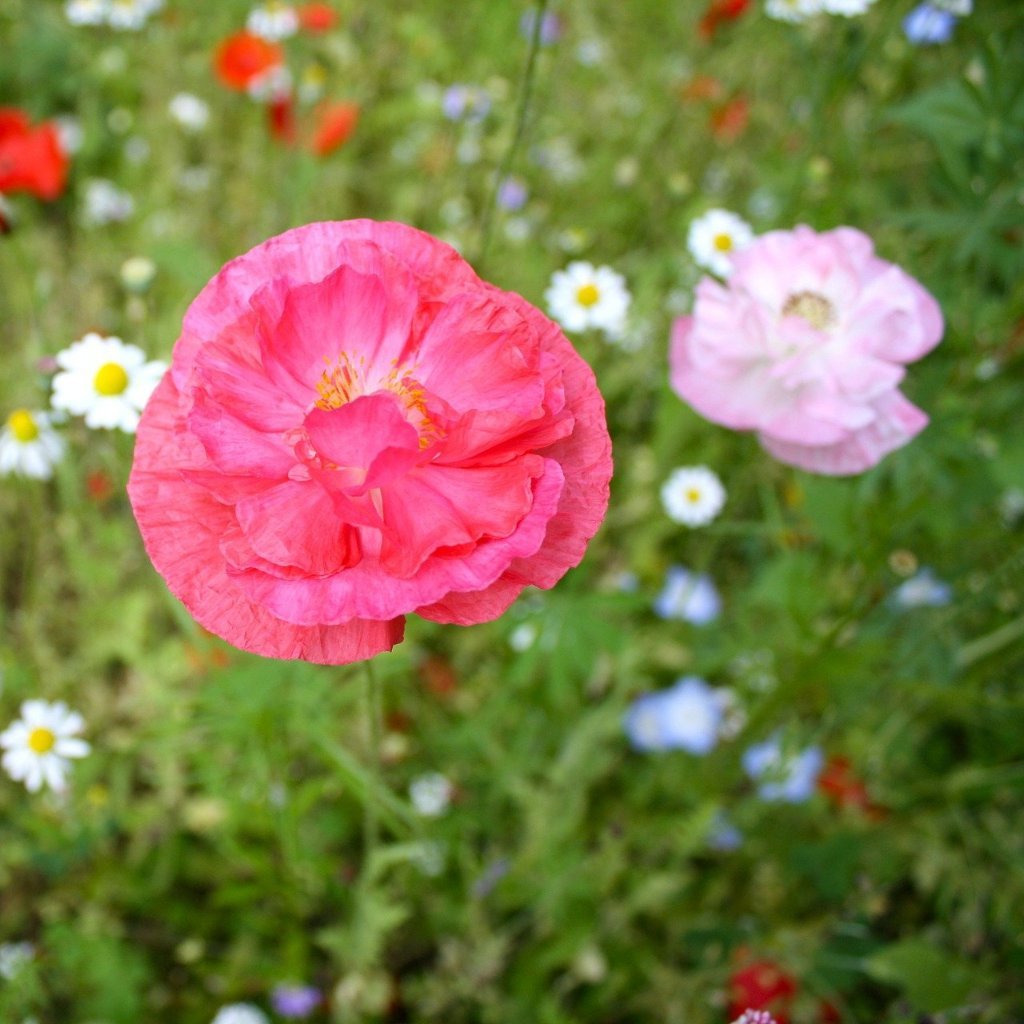 Poppy Seeds - Corn Mix - Sow True Seed