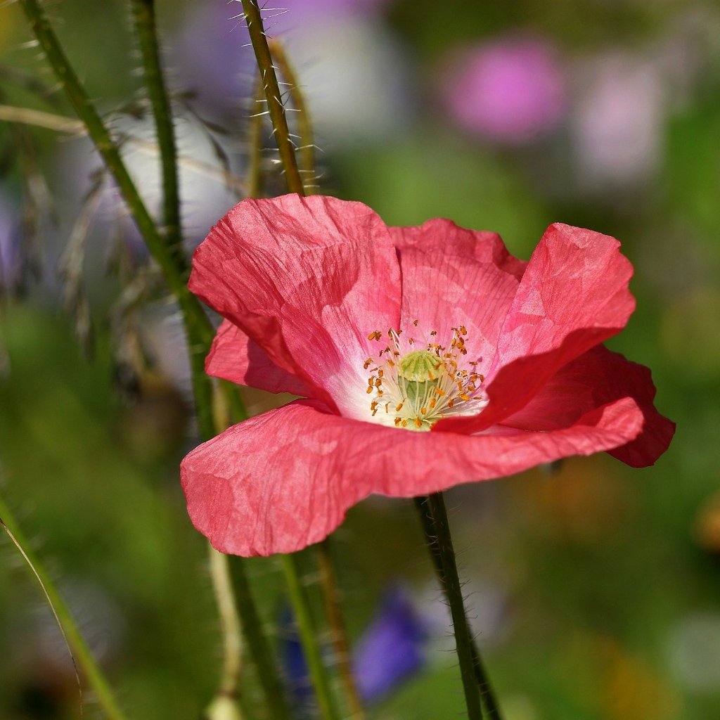 planting red corn poppy seeds Poppy Seed - Corn Poppy Mix | Sow True Seed
