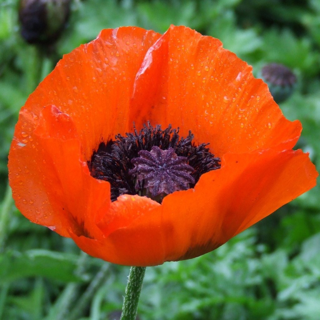 poppy seeds planting Oriental Poppy Seeds