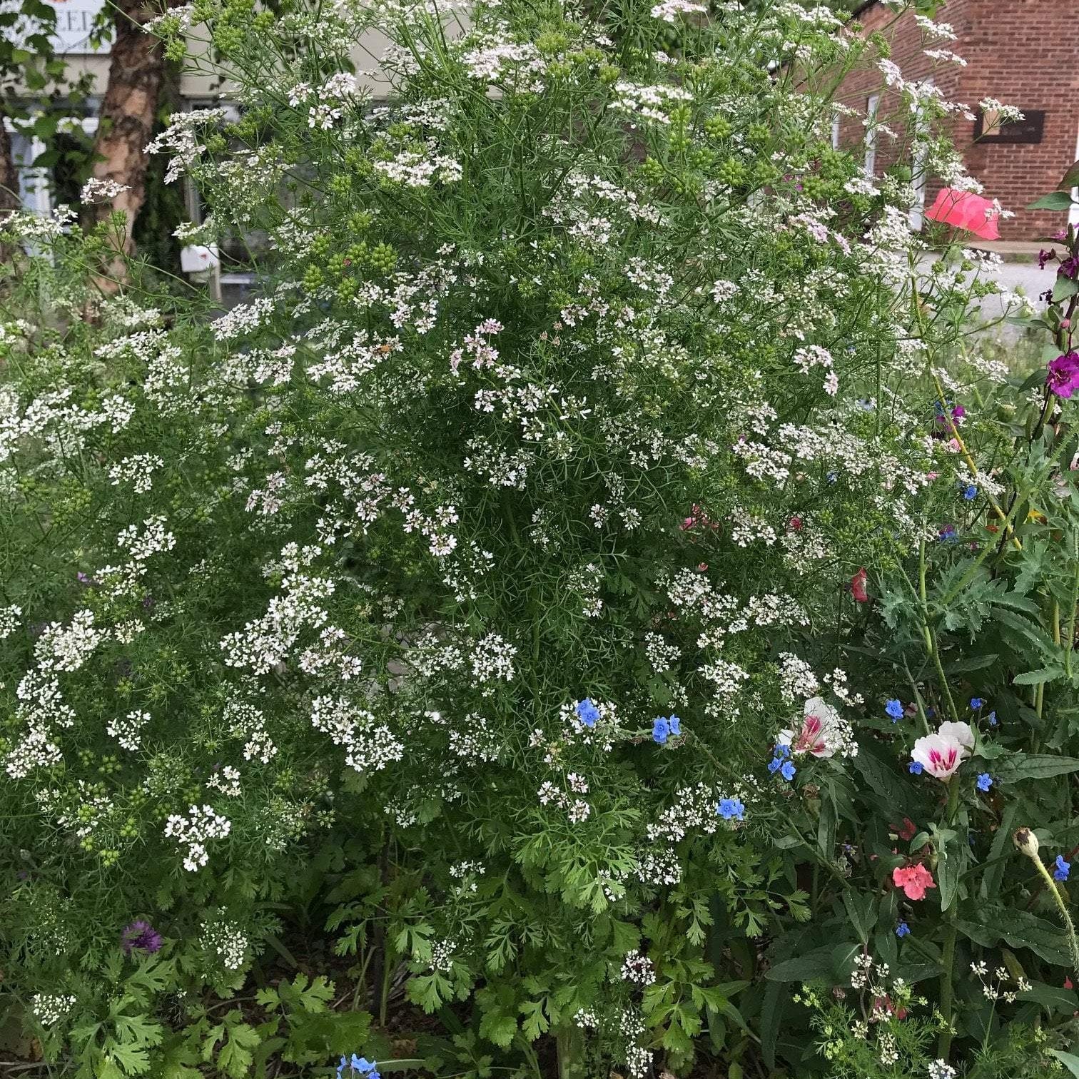 Cilantro Seed, ORGANIC - Sow True Seed