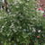 Cilantro Seed, ORGANIC - Sow True Seed