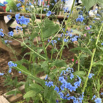 Flower Seeds - Forget-me-not - Sow True Seed