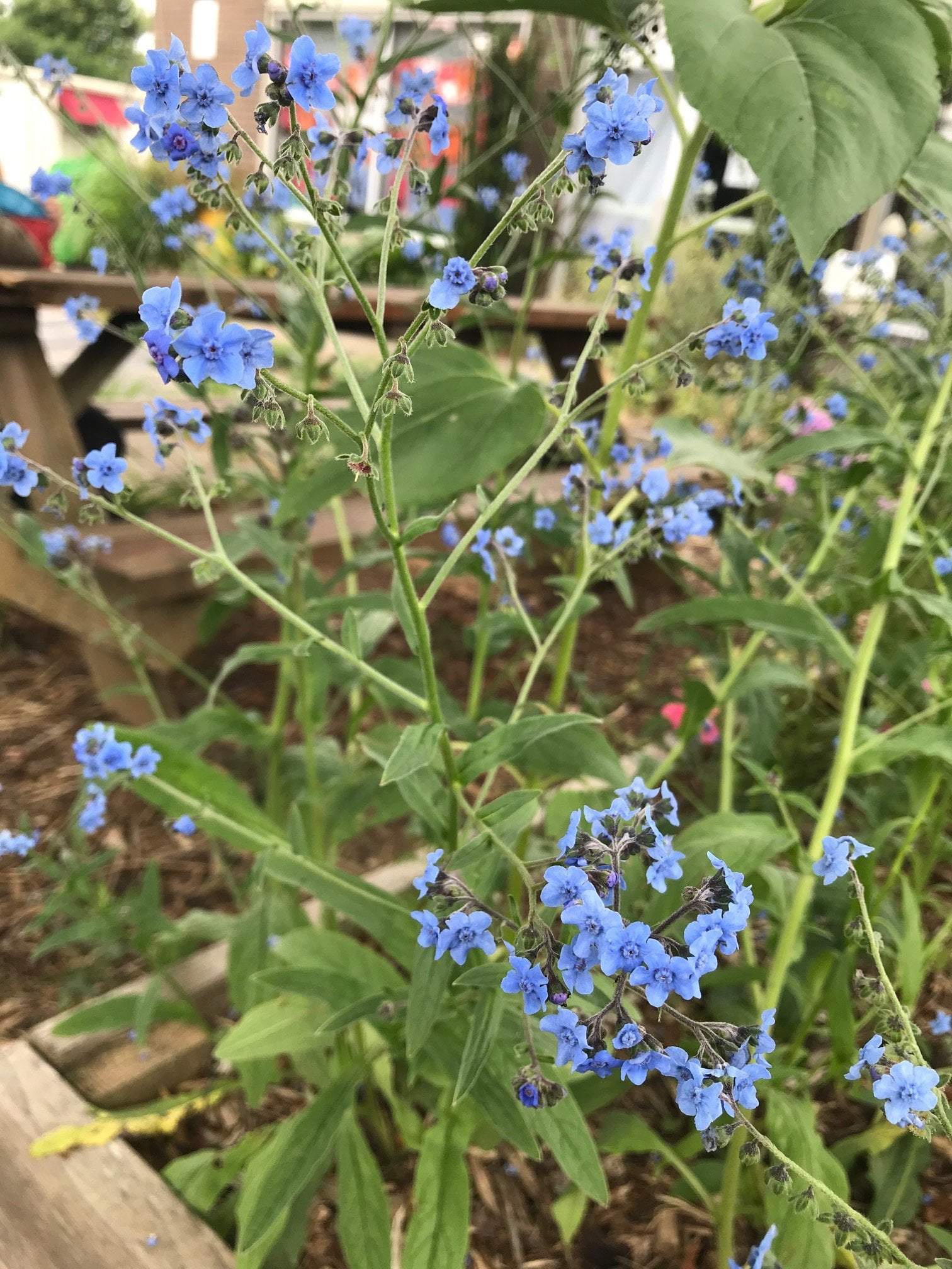 Flower Seeds - Forget-me-not - Sow True Seed
