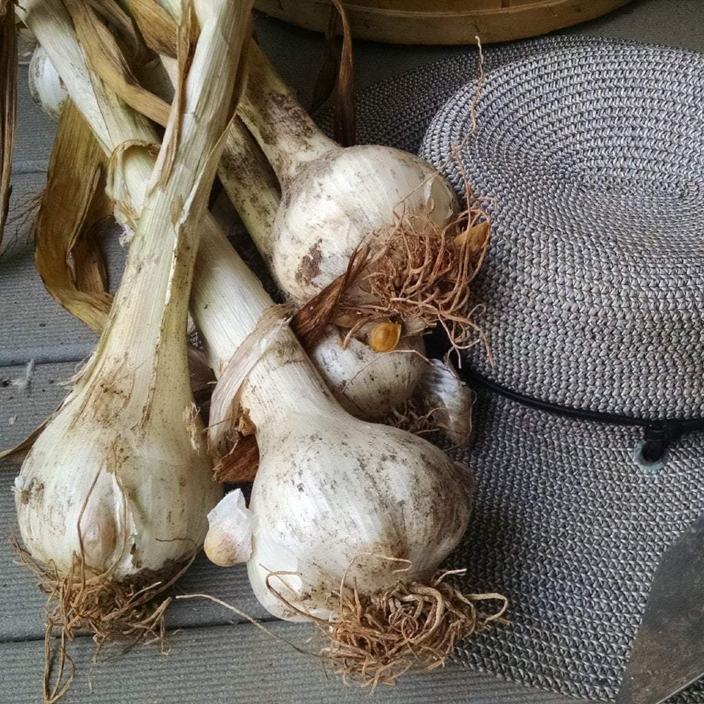 Elephant Garlic - Sow True Seed