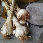 Elephant Garlic - Sow True Seed