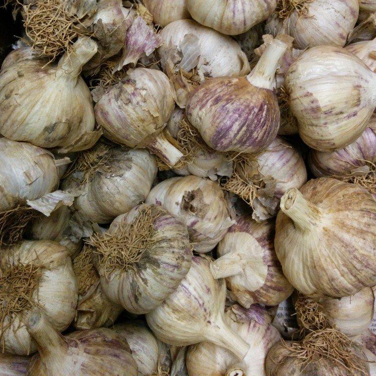 Hardneck Garlic - German Red, ORGANIC - Sow True Seed