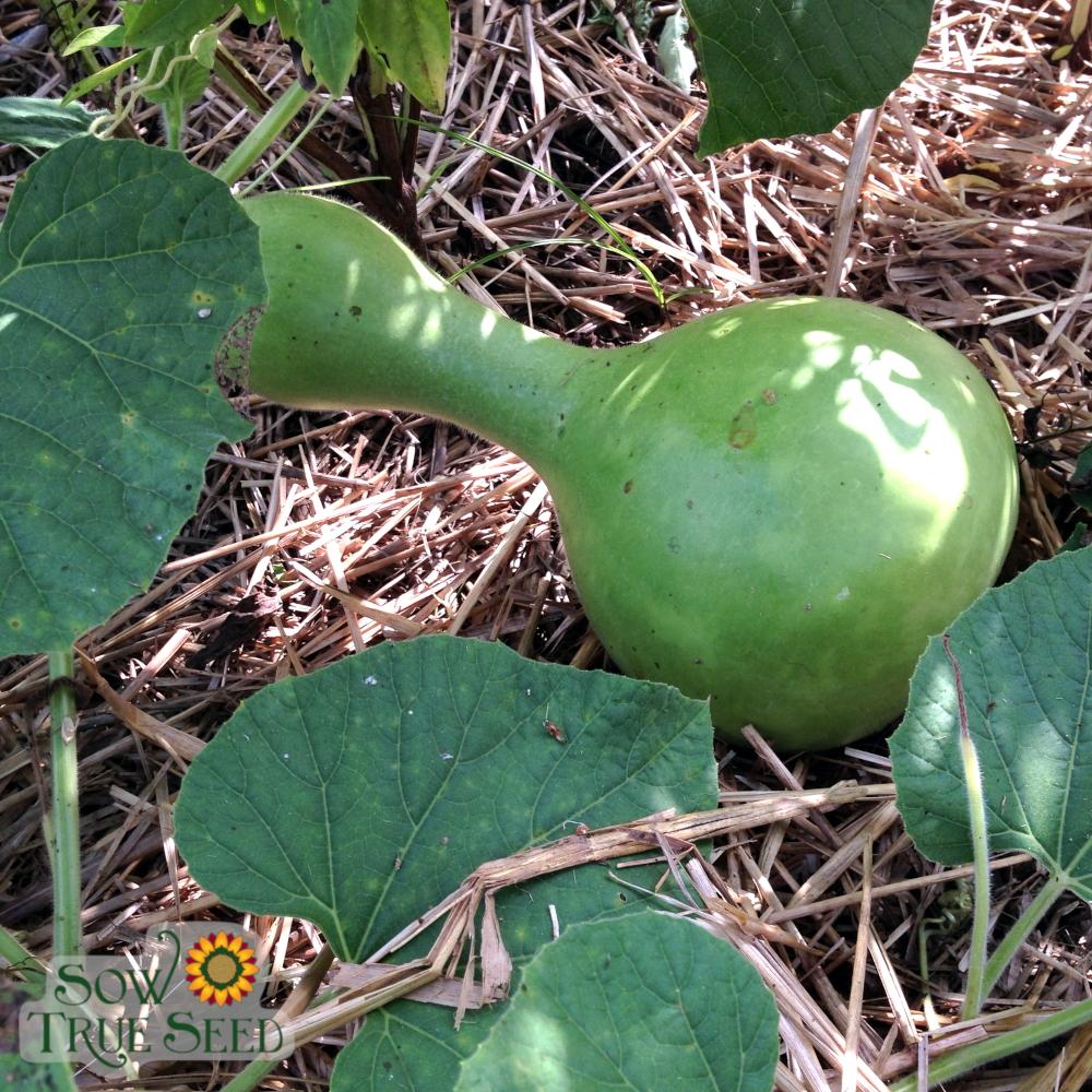bottle gourd plant seeds Birdhouse Bottle Gourd Seeds | Sow True Seed