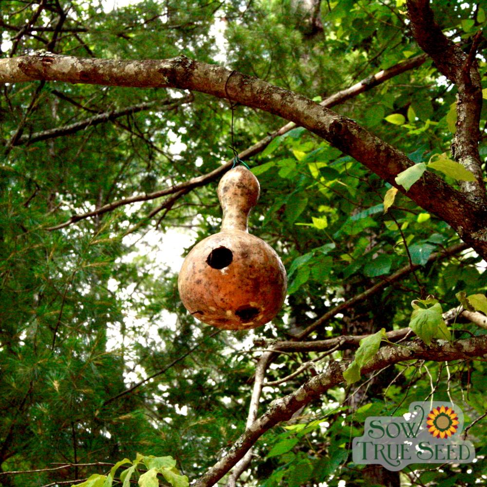 Gourd - Birdhouse Bottle - Sow True Seed