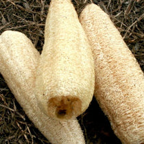 Gourd Seed - Luffa - Sow True Seed