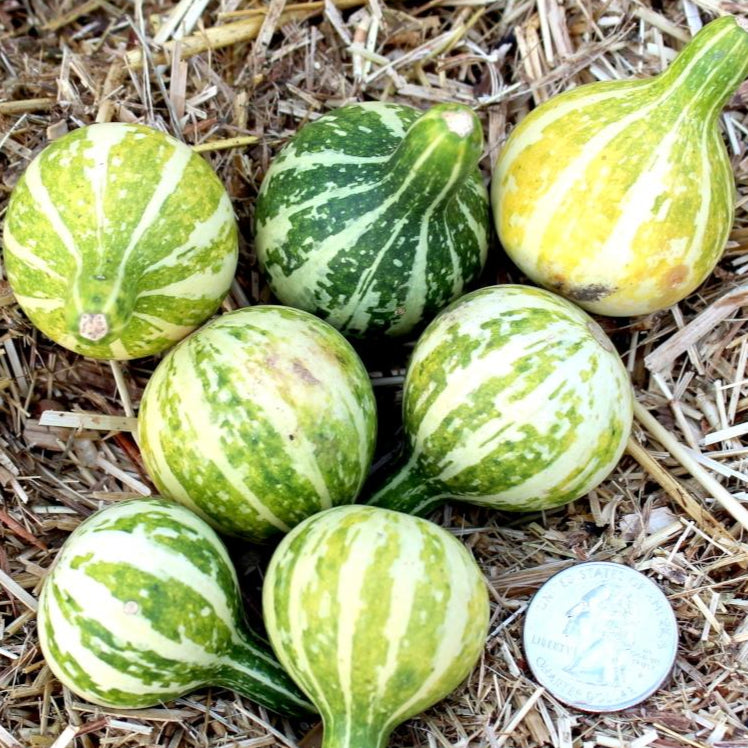 Gourd Seeds - Tennessee Spinning Top