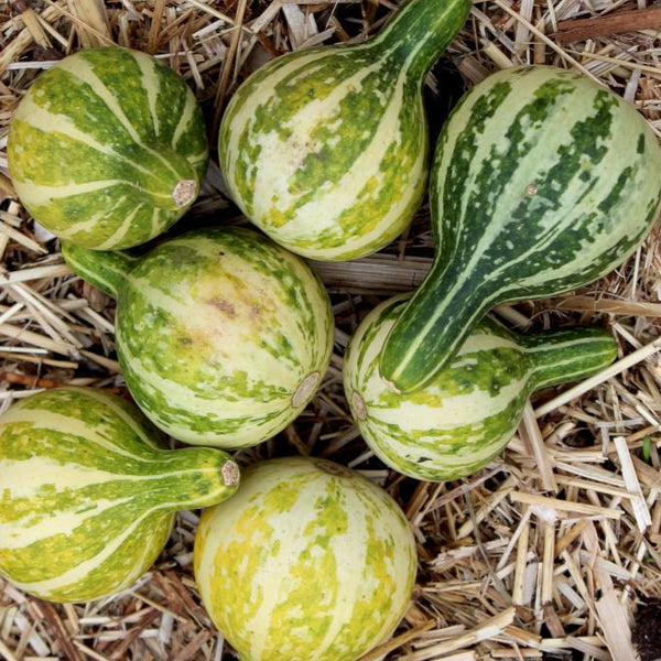 Tennessee Spinning Top Gourd seeds | Sow True Seed | Open