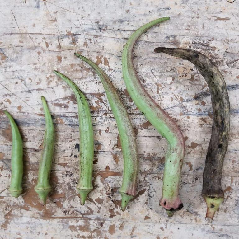 Okra Seeds - Granddaddy's - Sow True Seed