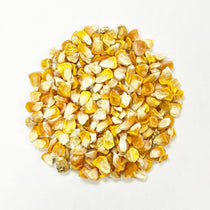 Sweet Corn Seeds - Hawaiian Supersweet #9 - Sow True Seed
