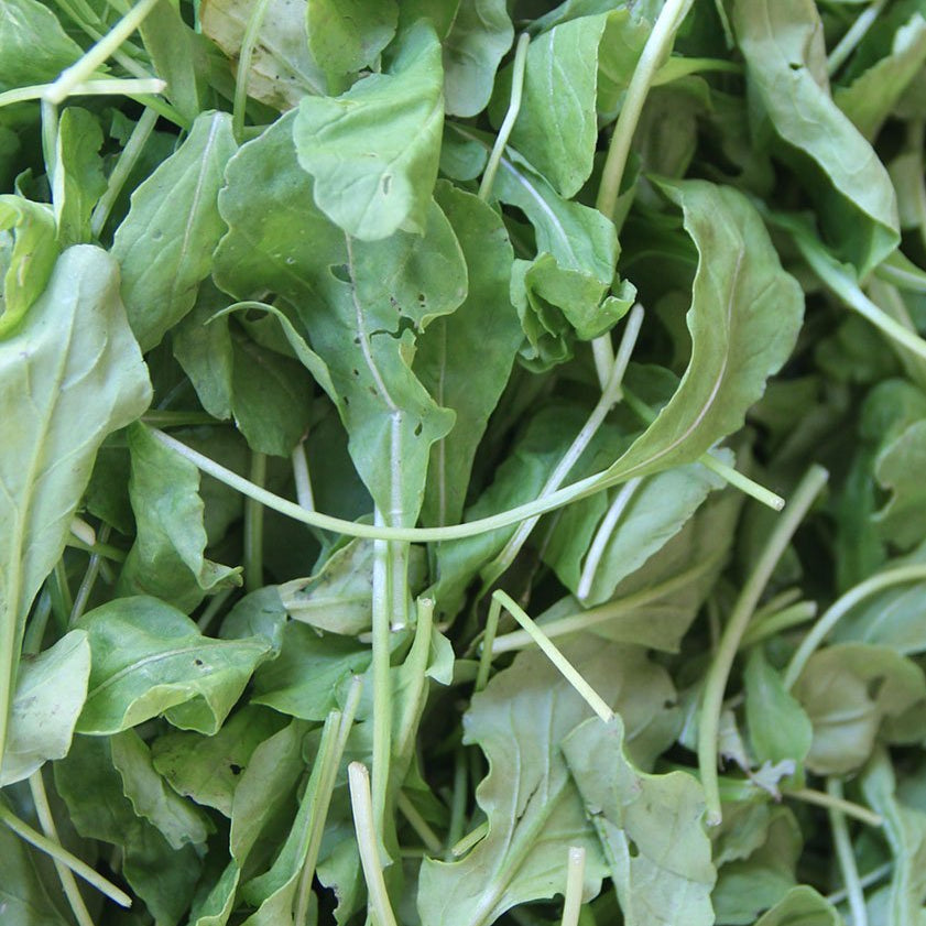 Arugula Seeds - Slow Bolt - Sow True Seed