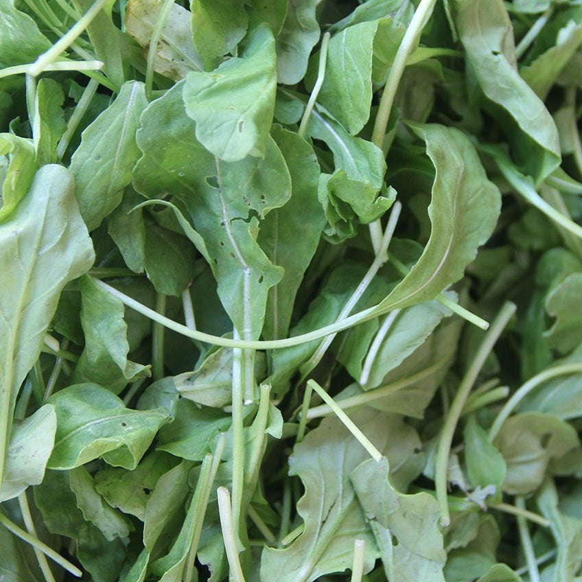 Arugula Seeds - Wild - Sow True Seed