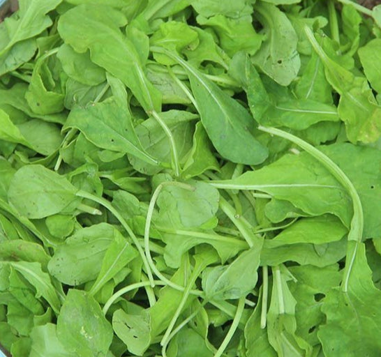 Arugula Seeds - Arugula, ORGANIC - Sow True Seed