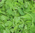 Arugula Seeds - Arugula, ORGANIC - Sow True Seed