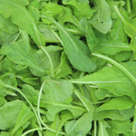 Arugula Seeds - Arugula, ORGANIC - Sow True Seed