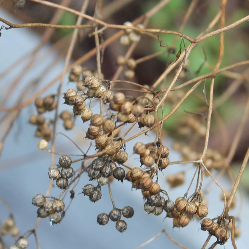 Cilantro Seed, ORGANIC - Sow True Seed