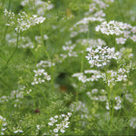 Cilantro Seed, ORGANIC - Sow True Seed