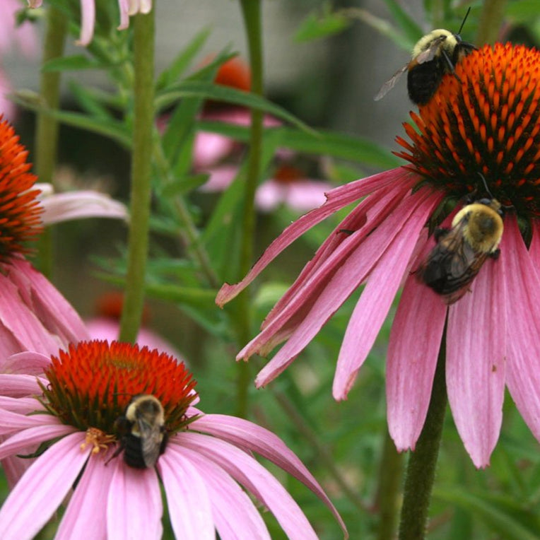 Echinacea Seeds - Purple Coneflower - Sow True Seed