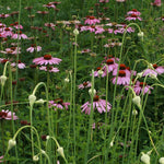 Echinacea Seeds - Purple Coneflower - Sow True Seed