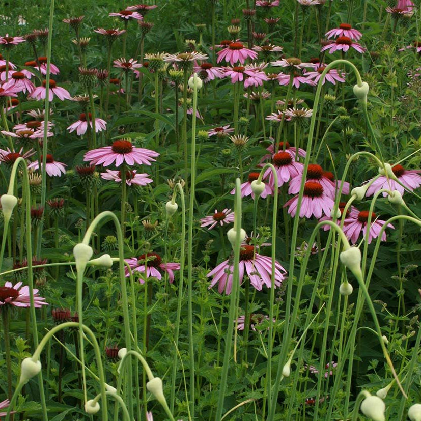 Echinacea Seeds - Purple Coneflower - Sow True Seed