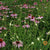 Echinacea Seeds - Purple Coneflower - Sow True Seed