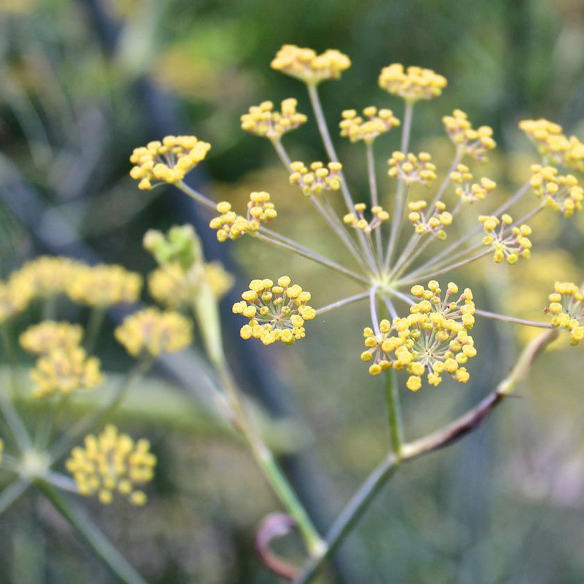 Fennel Seeds - Florence - Sow True Seed