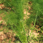Fennel Seeds - Florence - Sow True Seed