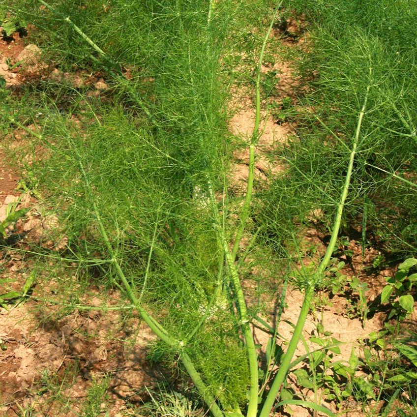 Fennel Seeds - Florence - Sow True Seed