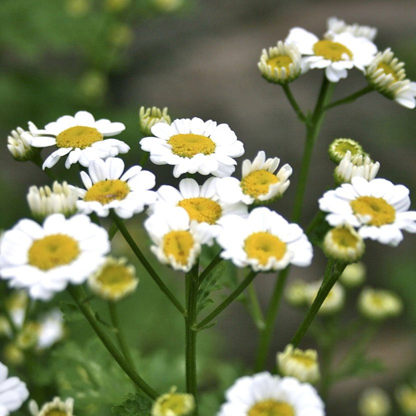Feverfew Seed - Sow True Seed