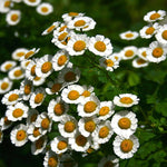 Feverfew Seed - Sow True Seed