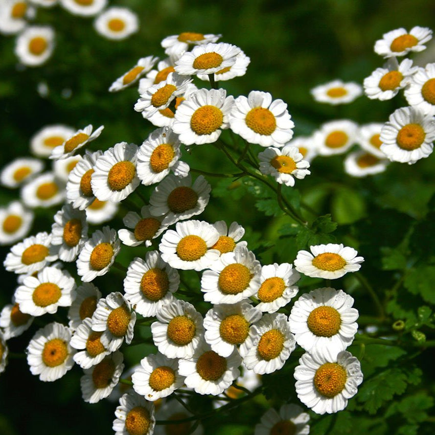 feverfew flower seeds Herb Seeds - Feverfew | Sow True Seed