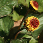 Spilanthes Seed, Toothache Cress - Sow True Seed