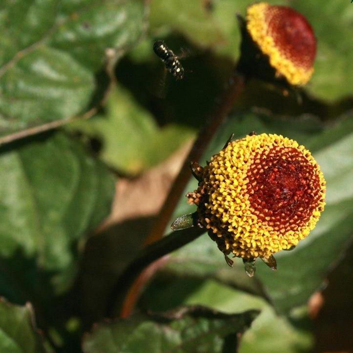 Spilanthes Seed, Toothache Cress - Sow True Seed