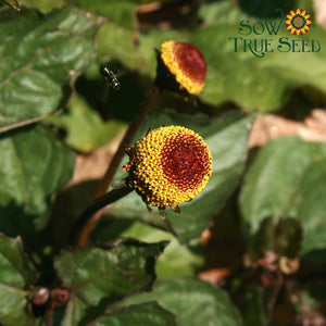 Peek A Boo Para Cress (Spilanthes oleracea 'Peek A Boo') in