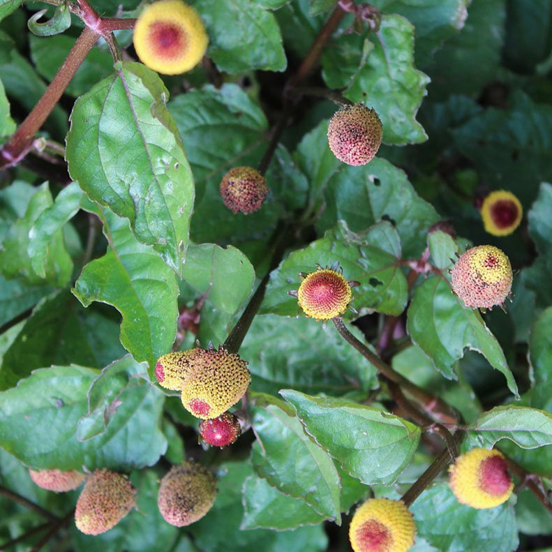 toothache plant seeds Toothache Cress Spilanthes Herb Seeds | Sow True Seed