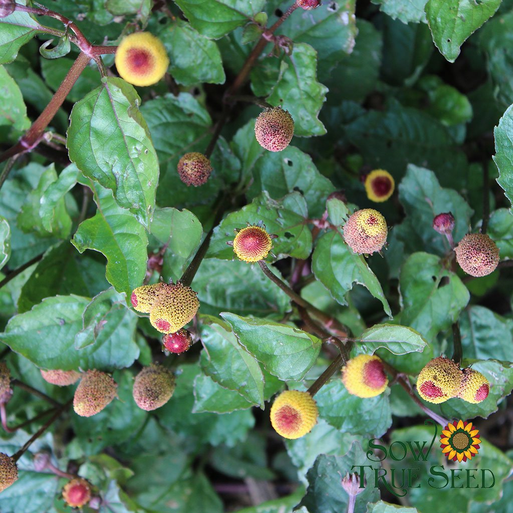 Spilanthes Seeds, Toothache Cress | Sow Seed