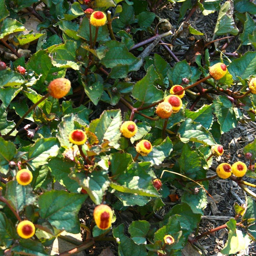 toothache plant seeds Toothache Cress Spilanthes Herb Seeds | Sow True Seed