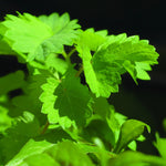 Anise Seeds - Sow True Seed