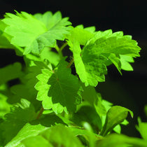Anise Seeds - Sow True Seed