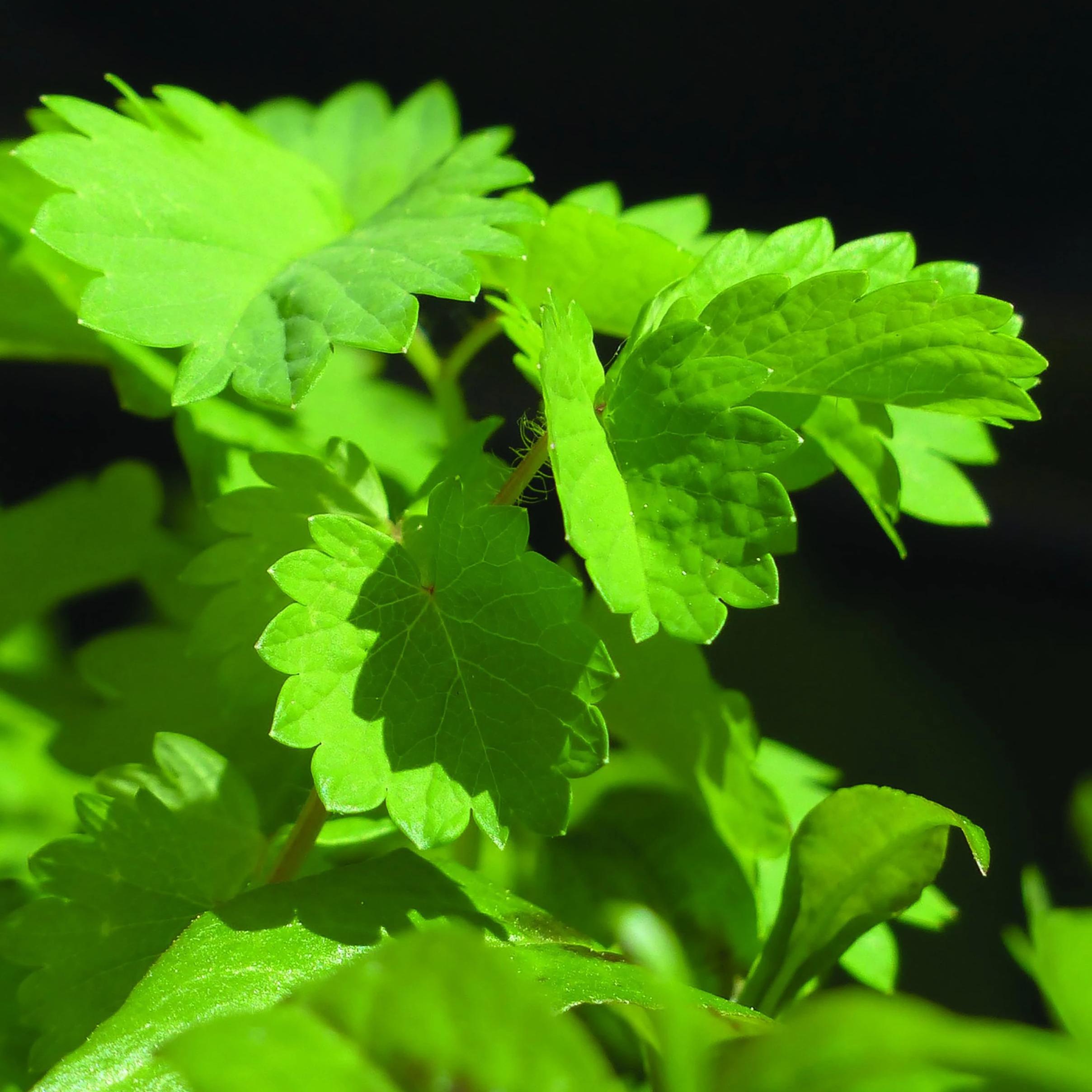 Anise Seeds - Sow True Seed