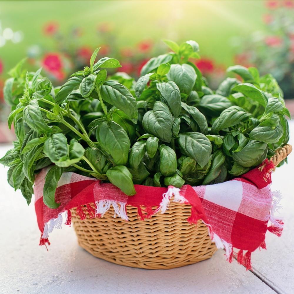 Basil Seeds, Genovese, ORGANIC - Sow True Seed
