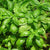 Basil Seeds, Italian Large Leaf - Sow True Seed