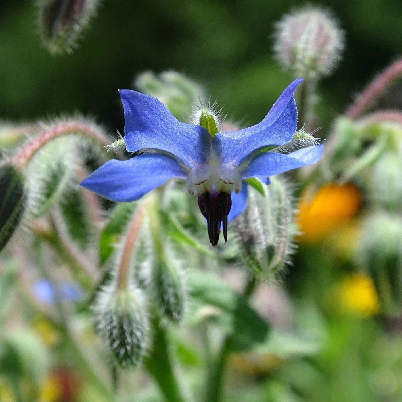 Borage Seed - Sow True Seed